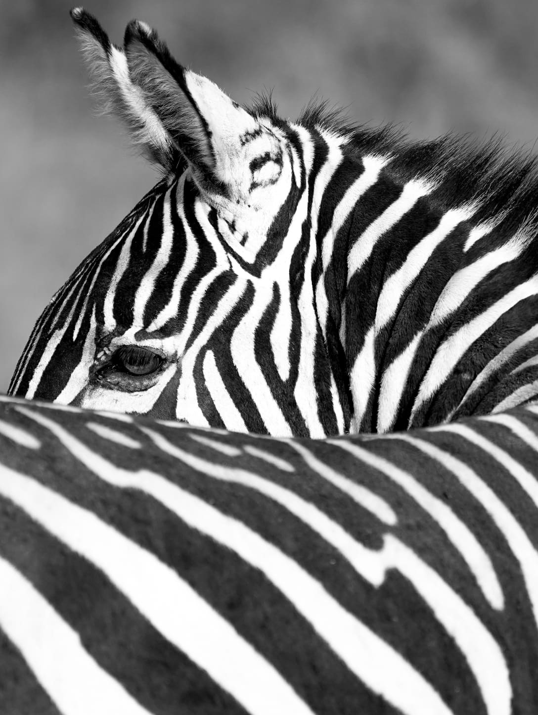 Photographie de voyage candidate pour la prochaine collection — 1.4931° S, 35.1439° E