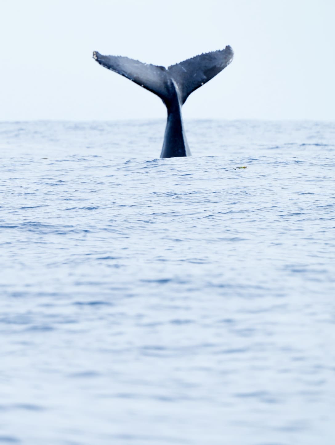 Photographie de voyage candidate pour la prochaine collection — 21.0146° S, 55.1656° E