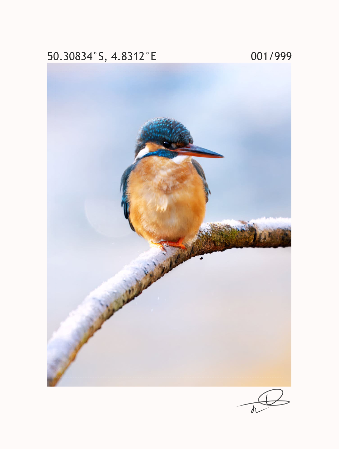Zoom sur l'impression de la photographie du martin-pêcheur au dos du t-shirt