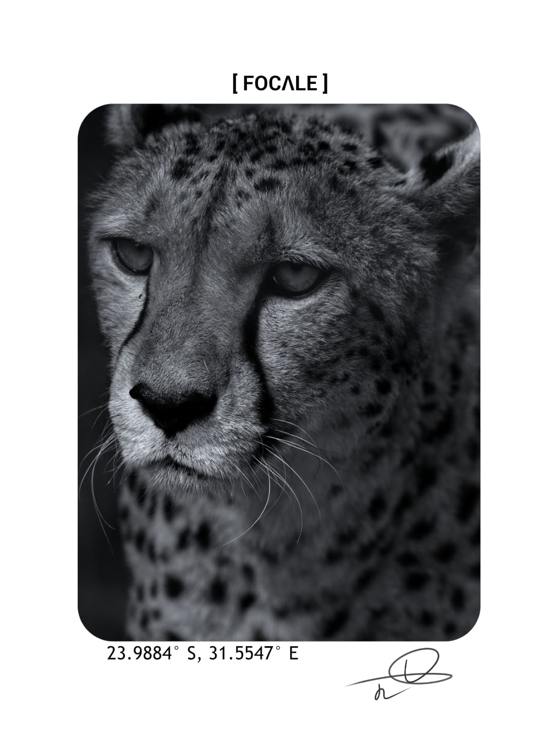 Zoom sur l'impression de la photographie d'un guêpard au dos du t-shirt