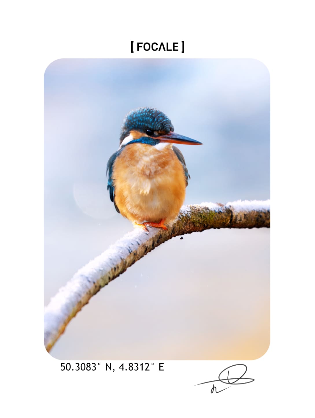 Zoom sur l'impression de la photographie d'un martin-pêcheur au dos du t-shirt